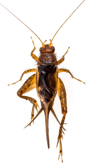  ( - UAIC1151424)  @11 [ ] Copyright  Salvador Vitanza Unspecified