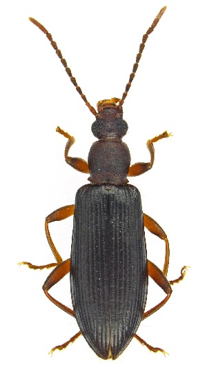  ( - UAIC1151438)  @11 [ ] Copyright  Salvador Vitanza Unspecified