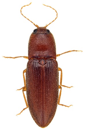  ( - UAIC1151457)  @11 [ ] Copyright  Salvador Vitanza Unspecified