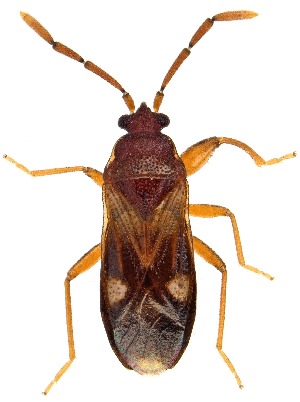  (Tempyra biguttula - UAIC1151460)  @11 [ ] Copyright  Salvador Vitanza Unspecified
