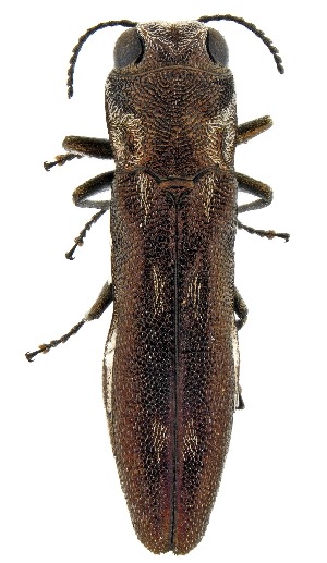  ( - UAIC1151465)  @11 [ ] Copyright  Salvador Vitanza Unspecified