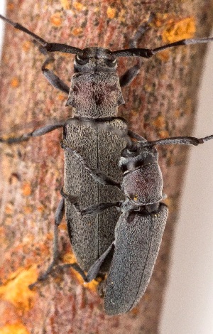  ( - UAIC1151474)  @11 [ ] Copyright  Salvador Vitanza Unspecified