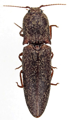  (Lacon nobilis - UAIC1151504)  @11 [ ] Copyright  Salvador Vitanza Unspecified