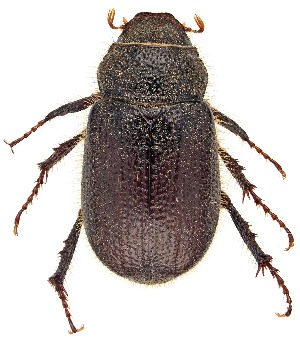  ( - UAIC1151505)  @11 [ ] Copyright  Salvador Vitanza Unspecified