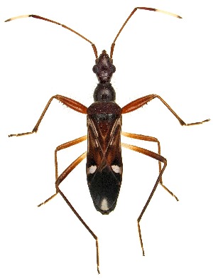  (Paraheraeus - UAIC1151508)  @11 [ ] Copyright  Salvador Vitanza Unspecified