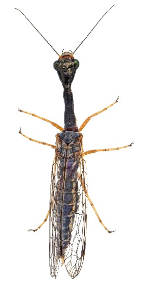  ( - UAIC1151512)  @11 [ ] Copyright  Salvador Vitanza Unspecified