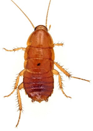  ( - UAIC1151520)  @11 [ ] Copyright  Salvador Vitanza Unspecified