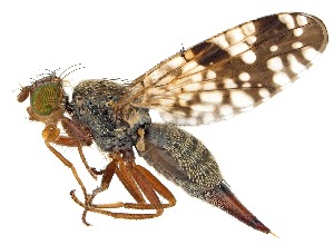  ( - UAIC1151524)  @11 [ ] Copyright  Salvador Vitanza Unspecified