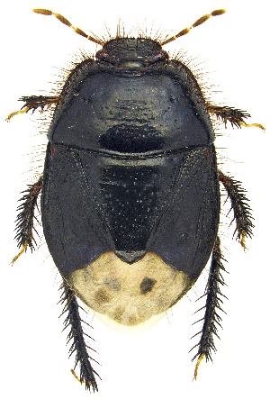  (Tominotus - UAIC1151527)  @11 [ ] Copyright  Salvador Vitanza Unspecified