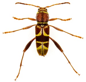  ( - UAIC1151559)  @11 [ ] Copyright  Salvador Vitanza Unspecified