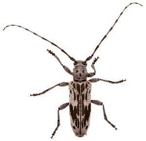  ( - UAIC1151568)  @11 [ ] Copyright  Salvador Vitanza Unspecified