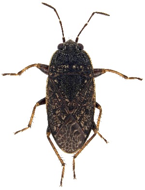  (Delochilocoris caliginosus - UAIC1151573)  @11 [ ] Copyright  Salvador Vitanza Unspecified
