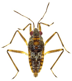  (Microvelia paludicola - UAIC1151581)  @11 [ ] Copyright  Salvador Vitanza Unspecified