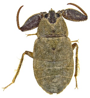  (Cryphocricos hungerfordi - UAIC1151630)  @11 [ ] Copyright  Salvador Vitanza Unspecified