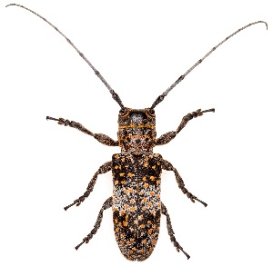  ( - UAIC1151671)  @11 [ ] Copyright  Salvador Vitanza Unspecified