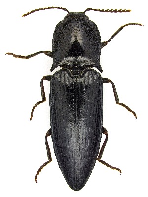  ( - UAIC1151673)  @11 [ ] Copyright  Salvador Vitanza Unspecified