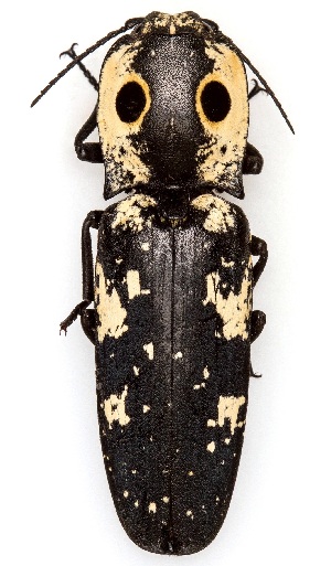  (Alaus zunianus - UAIC1151677)  @11 [ ] Copyright  Salvador Vitanza Unspecified