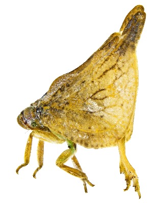  ( - UAIC1151682)  @11 [ ] Copyright  Salvador Vitanza Unspecified