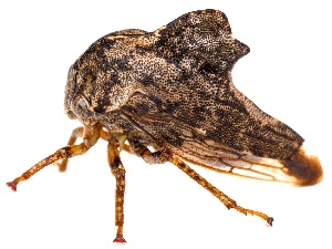  ( - UAIC1151707)  @11 [ ] Copyright  Salvador Vitanza Unspecified