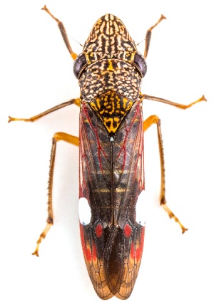  ( - UAIC1151710)  @11 [ ] Copyright  Salvador Vitanza Unspecified