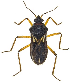  (Microvelia signata - UAIC1151731)  @11 [ ] Copyright  Salvador Vitanza Unspecified