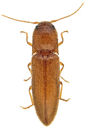  (Glyphonyx knulli - UAIC1151753)  @11 [ ] Copyright  Salvador Vitanza Unspecified