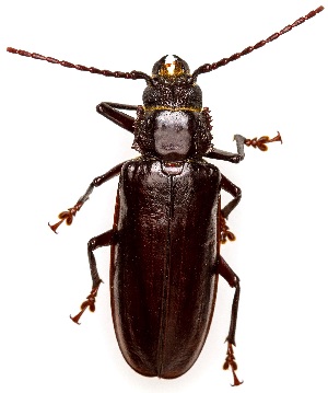  ( - UAIC1151757)  @11 [ ] Copyright  Salvador Vitanza Unspecified