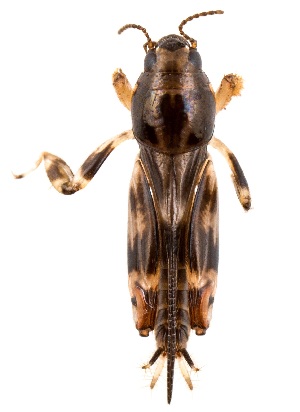  ( - UAIC1151764)  @11 [ ] Copyright  Salvador Vitanza Unspecified