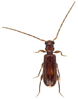  (Obrium constricticolle - UAIC1151765)  @11 [ ] Copyright  Salvador Vitanza Unspecified