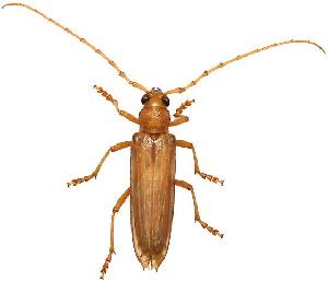  ( - UAIC1151780)  @11 [ ] Copyright  Salvador Vitanza Unspecified