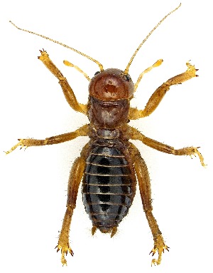  (Ammopelmatus - UAIC1151792)  @11 [ ] Copyright  Salvador Vitanza Unspecified