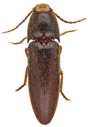  ( - UAIC1151802)  @11 [ ] Copyright  Salvador Vitanza Unspecified