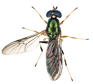  (Merosargus beameri - UAIC1151813)  @11 [ ] Copyright  Salvador Vitanza Unspecified