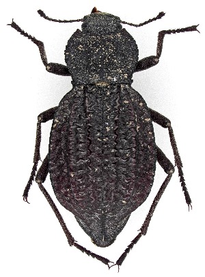  ( - UAIC1151815)  @11 [ ] Copyright  Salvador Vitanza Unspecified