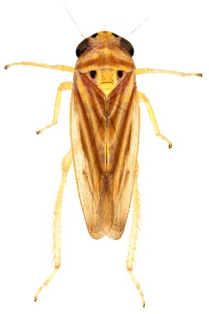  ( - UAIC1151818)  @11 [ ] Copyright  Salvador Vitanza Unspecified