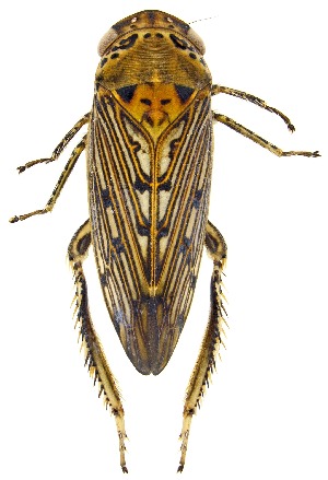  ( - UAIC1151827)  @11 [ ] Copyright  Salvador Vitanza Unspecified