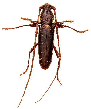  ( - UAIC1151857)  @11 [ ] Copyright  Salvador Vitanza Unspecified