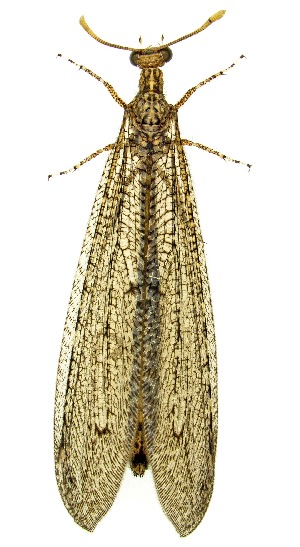  (Brachynemurus californicus - UAIC1151879)  @11 [ ] Copyright  Salvador Vitanza Unspecified