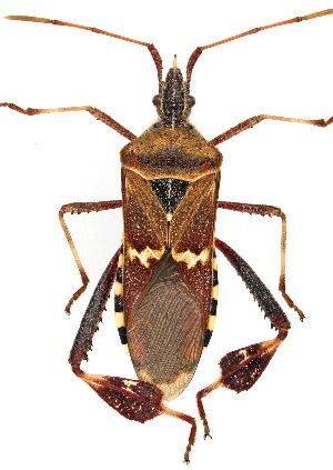  ( - UAIC1151907)  @11 [ ] Copyright  Salvador Vitanza Unspecified