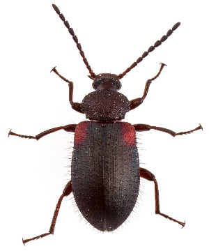  ( - UAIC1151908)  @11 [ ] Copyright  Salvador Vitanza Unspecified