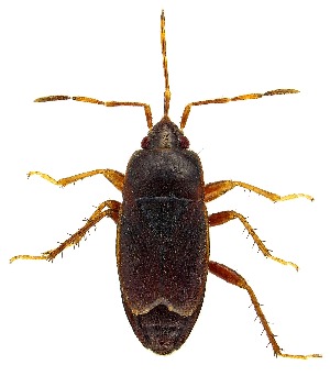  (Cryphula nitens - UAIC1151935)  @11 [ ] Copyright  Salvador Vitanza Unspecified