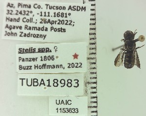  ( - UAIC1153633)  @11 [ ] by (2023) Wendy Moore University of Arizona Insect Collection