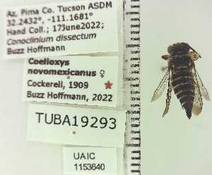  ( - UAIC1153640)  @11 [ ] by (2023) Wendy Moore University of Arizona Insect Collection