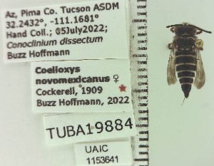  (Coelioxys novomexicanus - UAIC1153641)  @11 [ ] by (2023) Wendy Moore University of Arizona Insect Collection