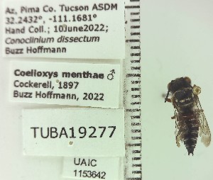  ( - UAIC1153642)  @11 [ ] by (2023) Wendy Moore University of Arizona Insect Collection