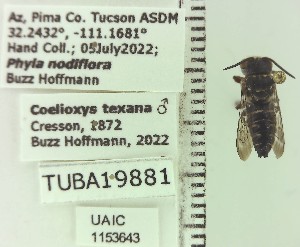  ( - UAIC1153643)  @11 [ ] by (2023) Wendy Moore University of Arizona Insect Collection