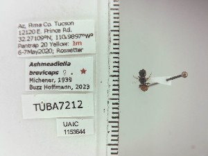  ( - UAIC1153644)  @11 [ ] by (2023) Wendy Moore University of Arizona Insect Collection
