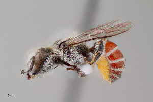  (Ashmeadiella erema - UAIC1153651)  @11 [ ] by (2023) Wendy Moore University of Arizona Insect Collection