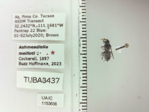 (Ashmeadiella meliloti - UAIC1153656)  @11 [ ] by (2023) Wendy Moore University of Arizona Insect Collection