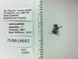  (Ashmeadiella opuntiae - UAIC1153659)  @11 [ ] by (2023) Wendy Moore University of Arizona Insect Collection